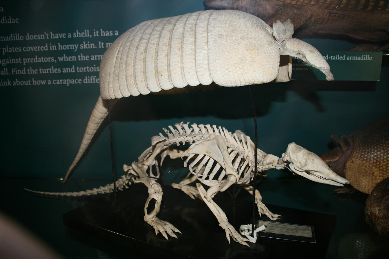 Armadillo Without Shell at Qiana Flowers blog