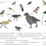 Not quite birds - Enantiornithes