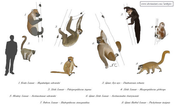 Explore the Best Mesopropithecus Art | DeviantArt