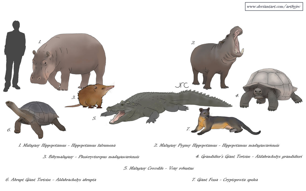 Extinct Island Fauna - Madagascar 2 by artbyjrc on DeviantArt Extinct Island Fauna - Madagascar 2 by artbyjrc on DeviantArt