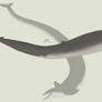 False Impressions - Basilosaurus