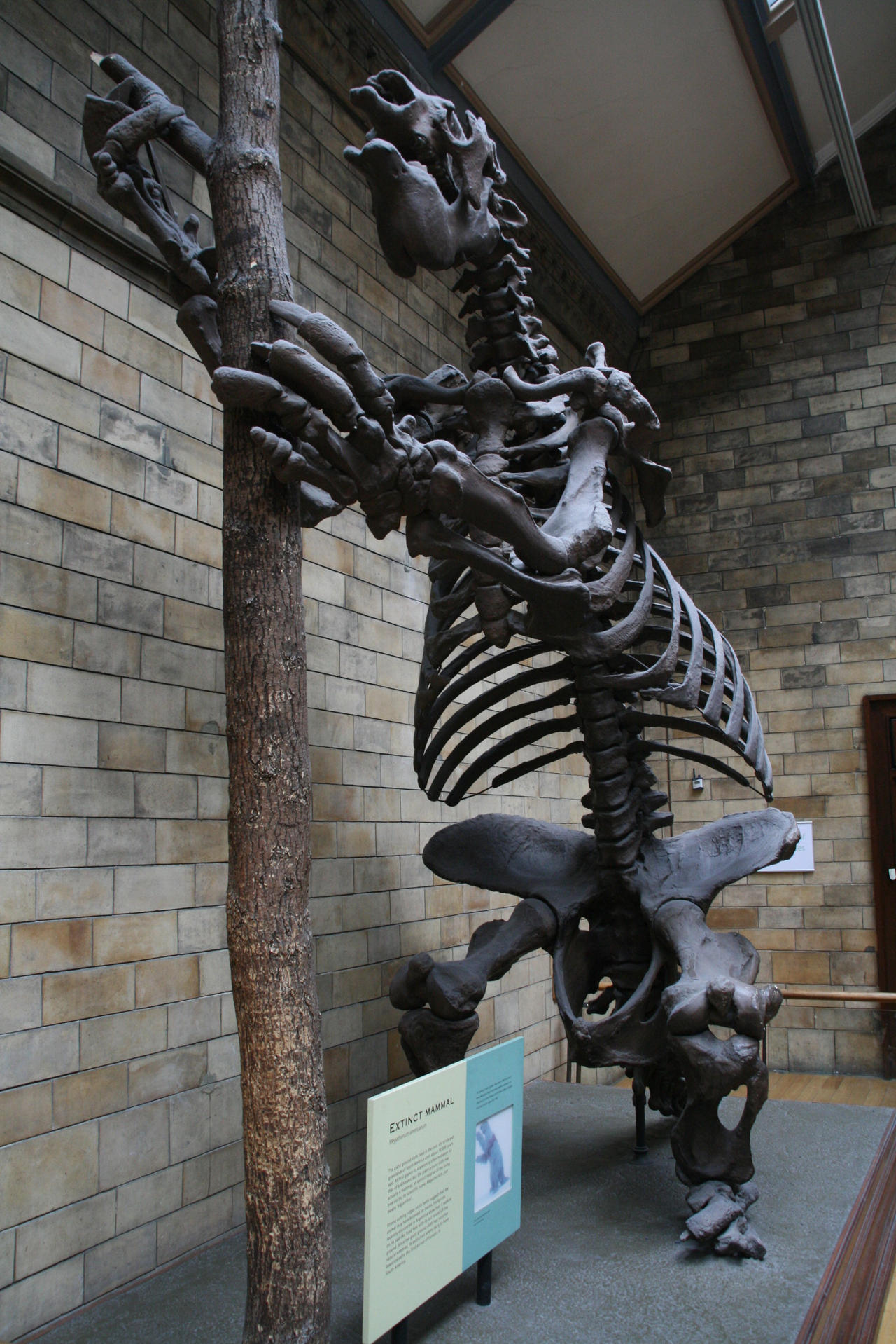 Slothzilla Giant ground sloth skeleton by artbyjrc on DeviantArt
