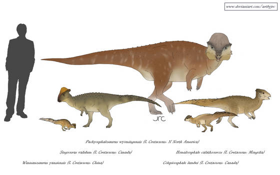 Boneheads - Pachycephalosaurs (revised)