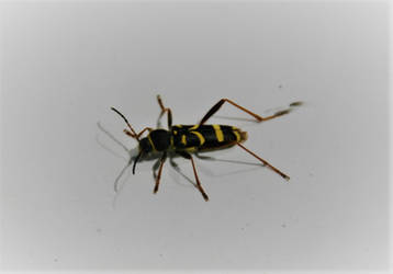 Wasp beetle by artbyjrc