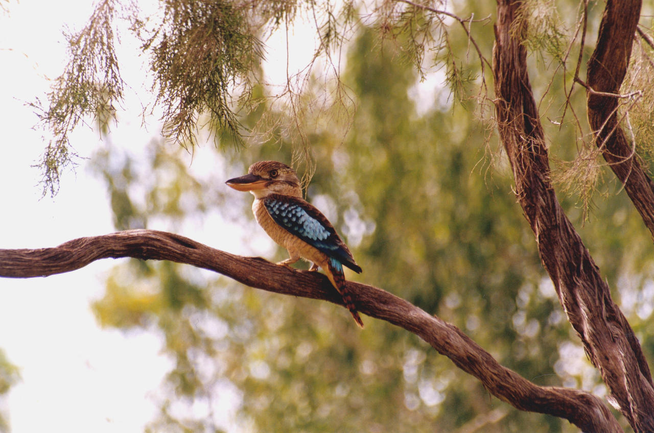 Bluewinged kookaburra by artbyjrc on DeviantArt