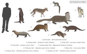 Extinct Island Fauna - Mediterranean 2