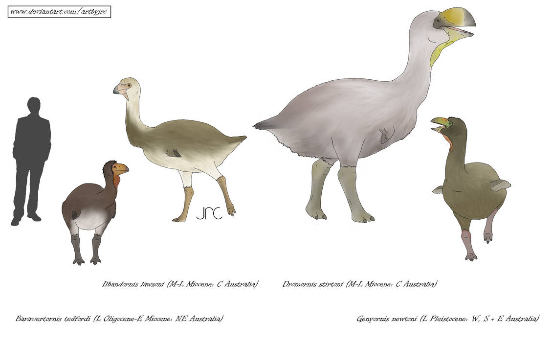 Demon ducks Dromornithids (revised) by artbyjrc on DeviantArt