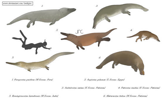 When whales could walk - Basal cetaceans