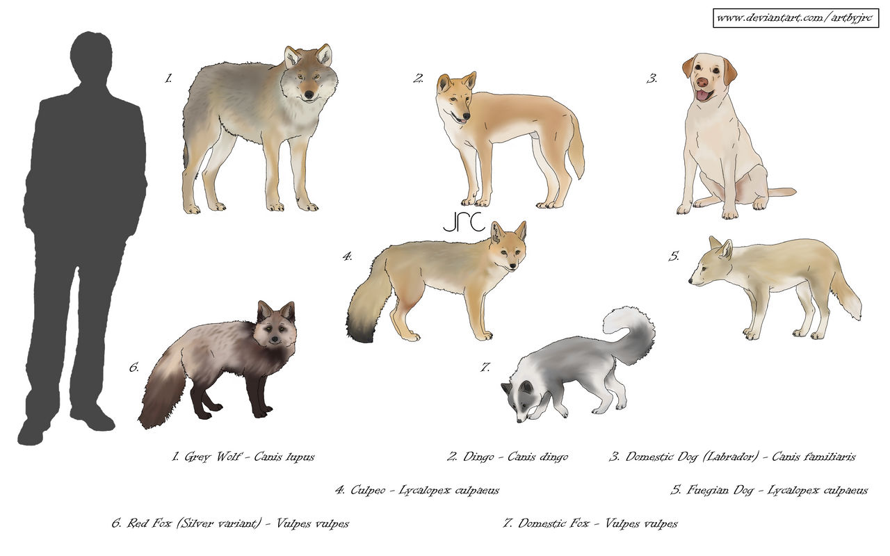 First Canids Living with us - Domestic Canids by artbyjrc on DeviantArt