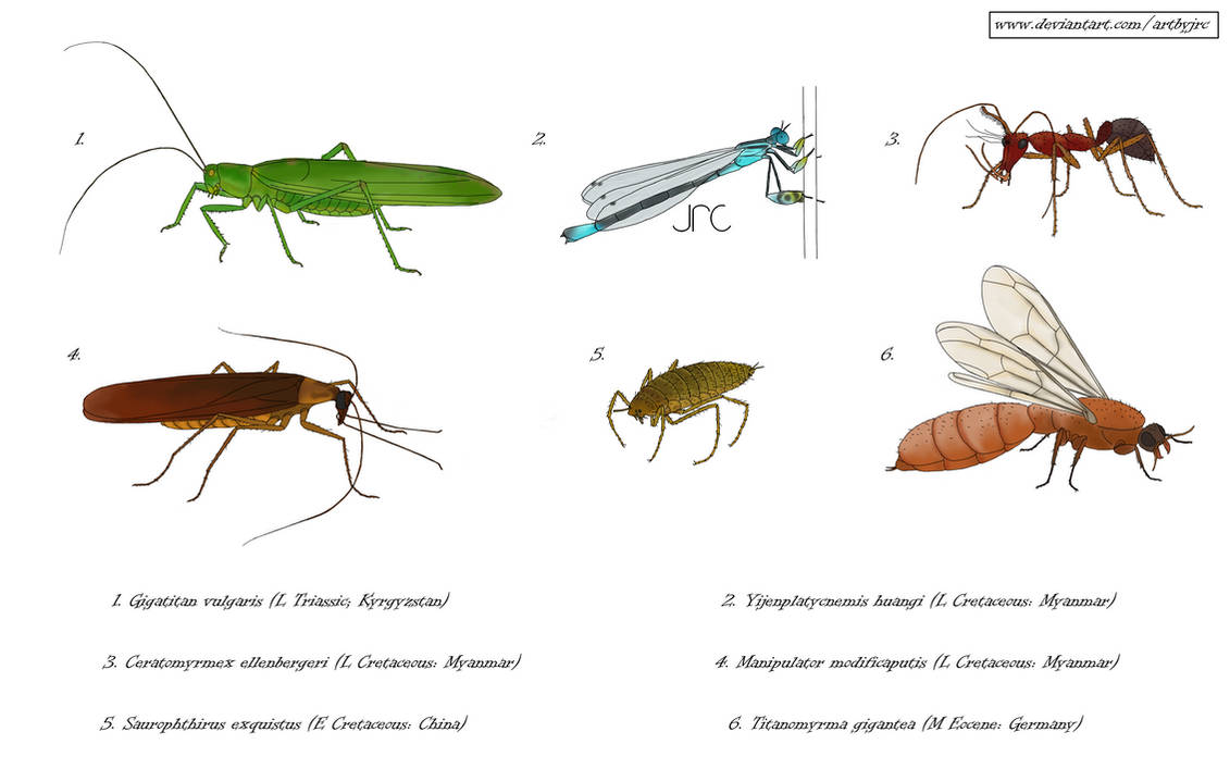 Commission art - Assorted extinct insects by artbyjrc on DeviantArt
