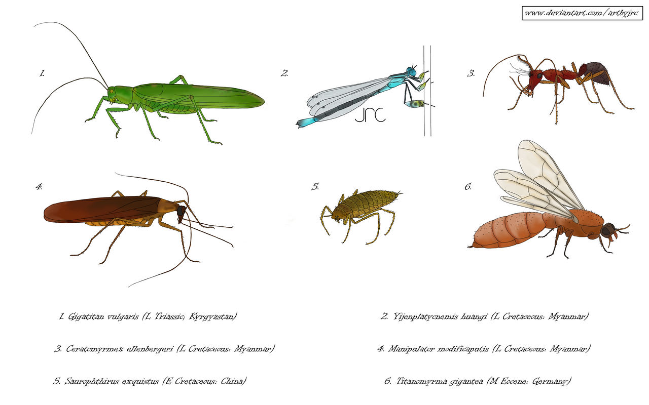 All Insects List Deviantart Commission art - Assorted extinct insects by artbyjrc on DeviantArt