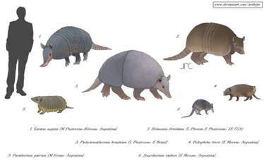 Explore The Best Armadillo Art Deviantart Explore The Best Armadillo Art Deviantart