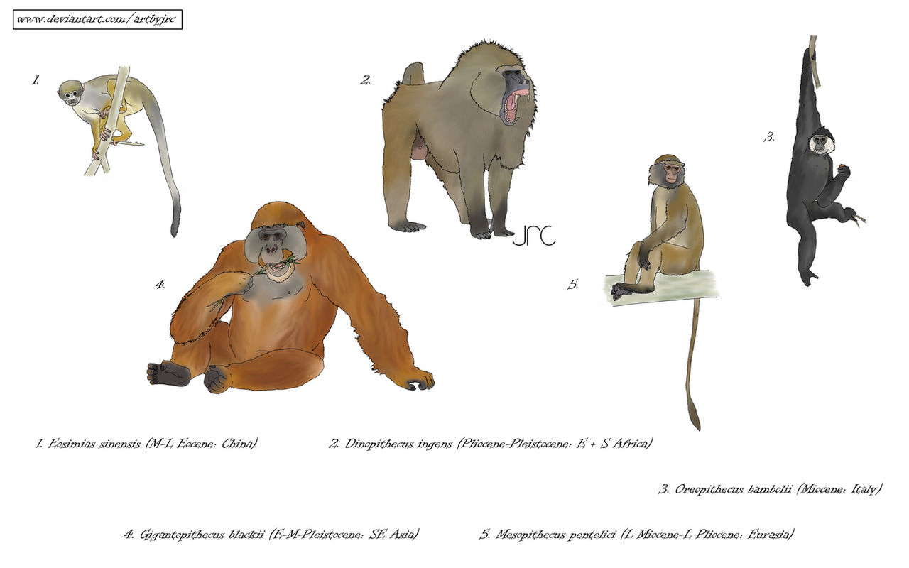 Extinct Primate Extinct Primate Beginning With At at Kevin Davidson blog