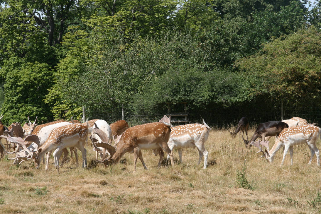 European fallow deer herd by artbyjrc on DeviantArt