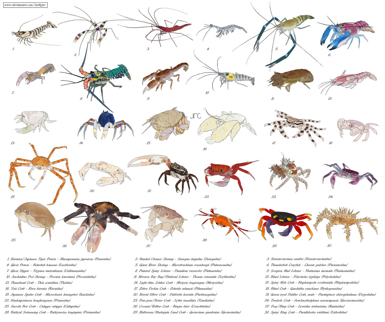 Decapods Examples Decapods Full Article: Alpheus Caigeri Sp. Nov., A Large And
