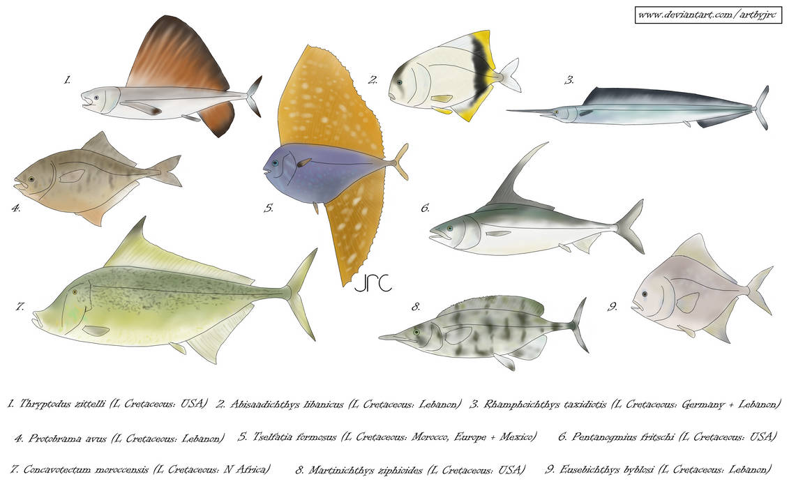 Anoymouse Fish Weird fish 2 - Tselfatiforms by artbyjrc on DeviantArt