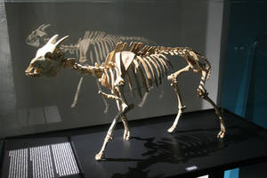 Mouse goat skeleton
