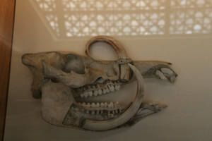 Babirusa skull (cross-section)