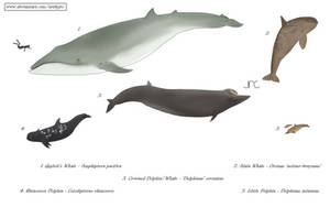 X files - Confusing cetaceans