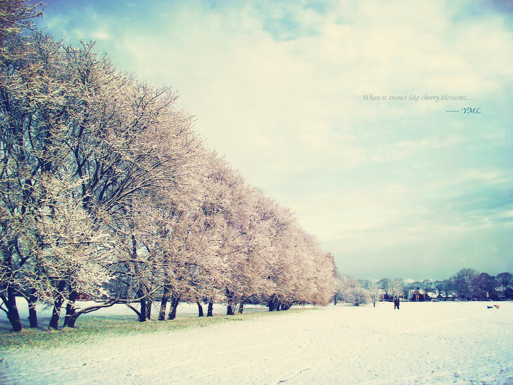 When Snow Falls Like Cherry Blossoms