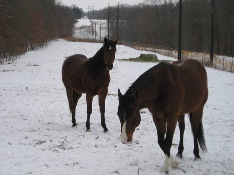 snow horses 2