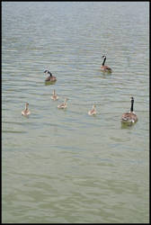 Gooses - Read Description