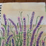 Lavender Field