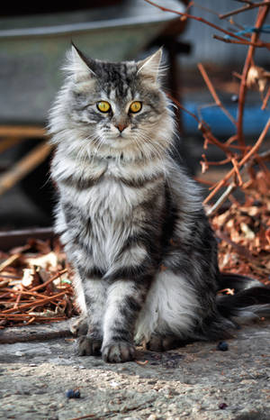 cat Stepan by Leya-Voron