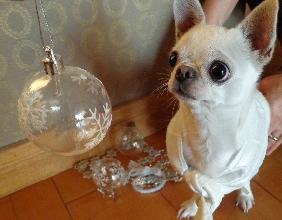 looking at the Christmas ball