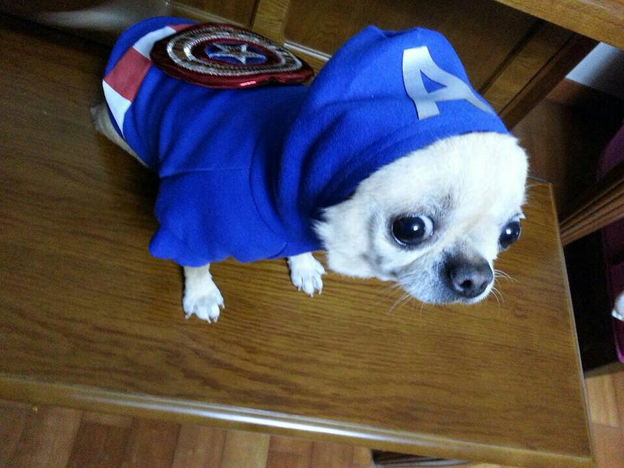 Pongy as Captain America