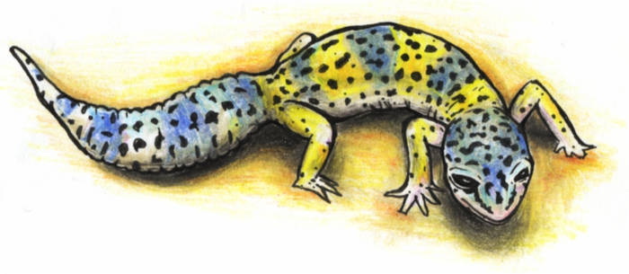 Leopard-gecko