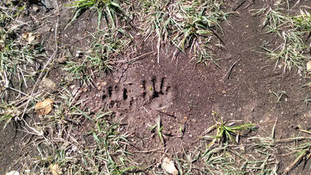 Raccoon Prints