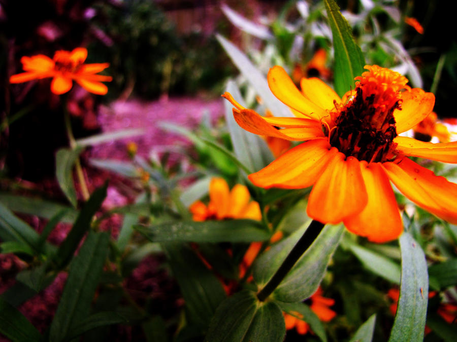 basic flowers. by stephhwalsh on DeviantArt