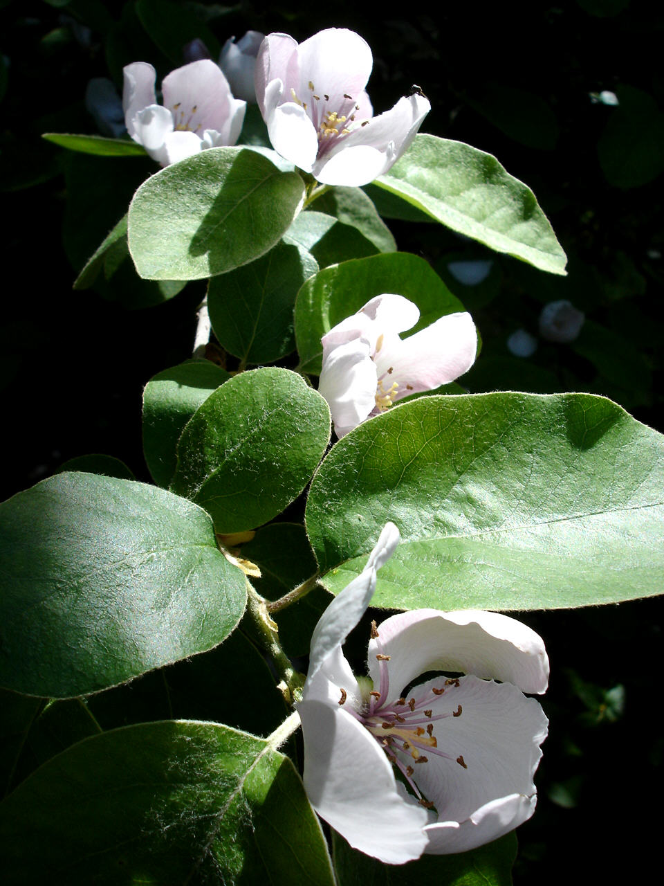 corner flowers