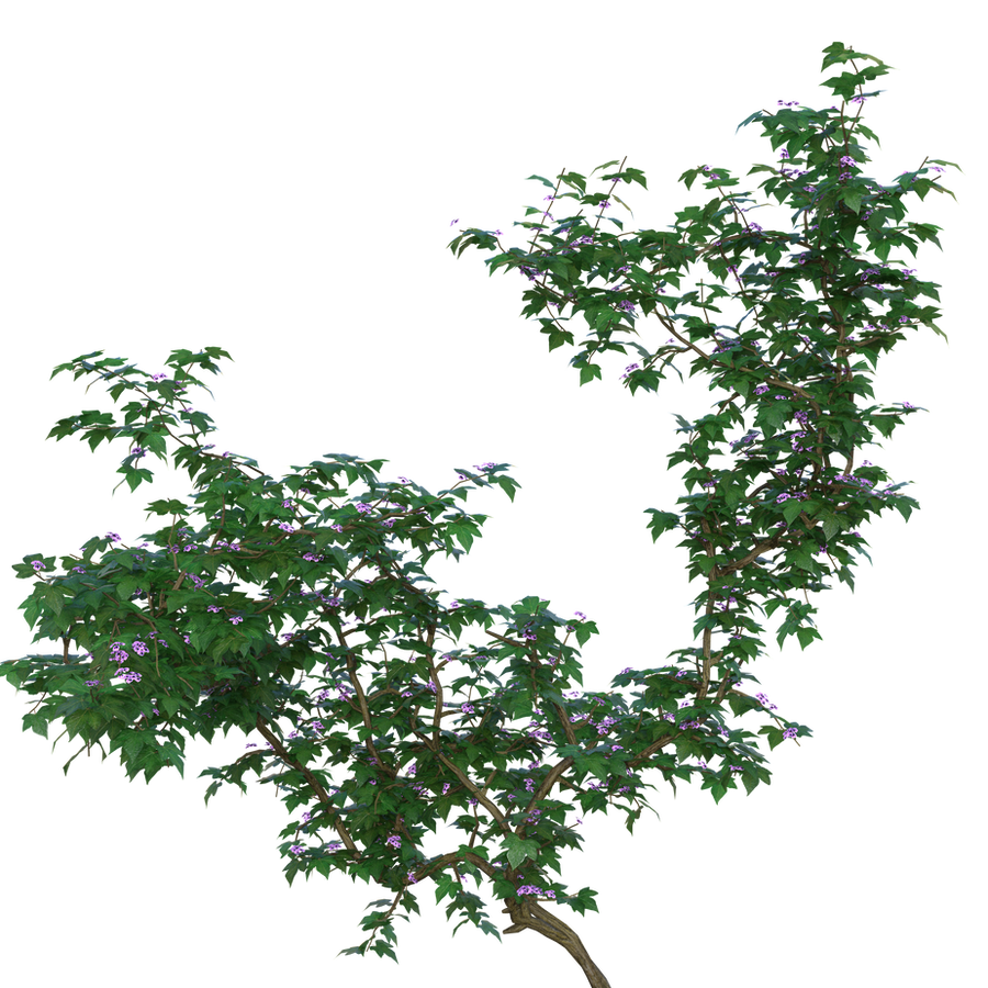 Ivy Collection 2019/05