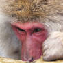 Snow Monkeys: 12