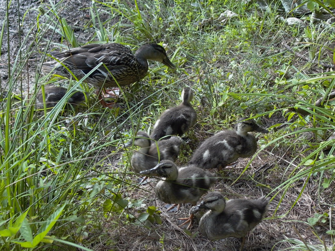 mama and baby ducks 1