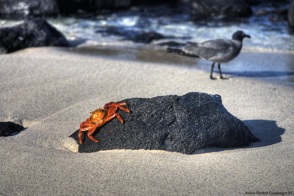 Sally Lighfoot Crab and Gull