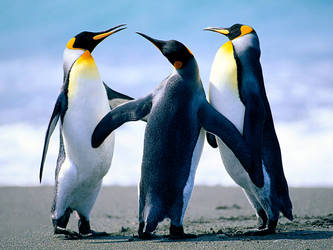 Random Penguins