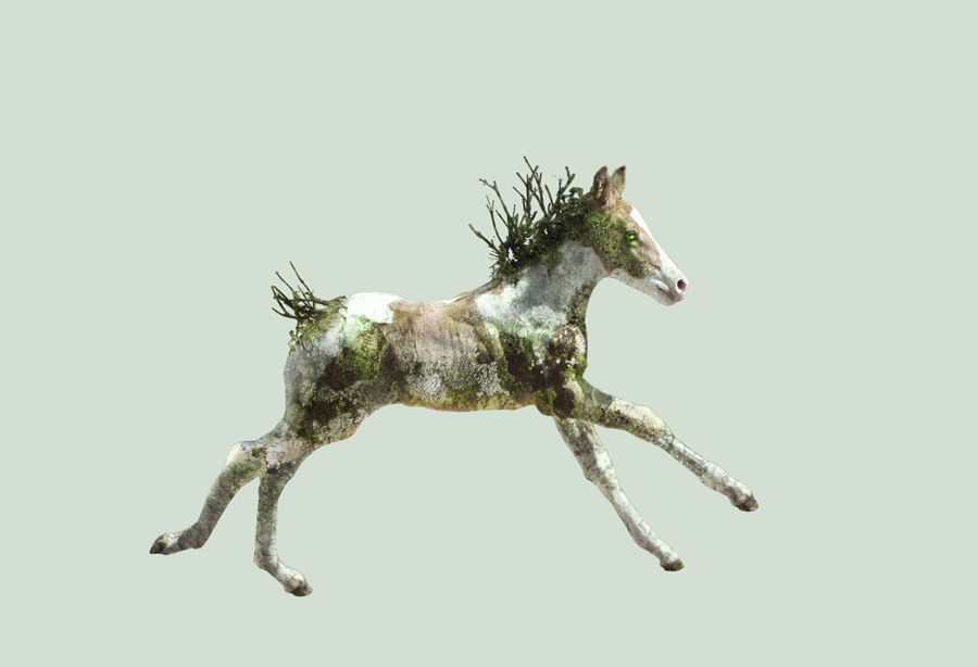 earth foal