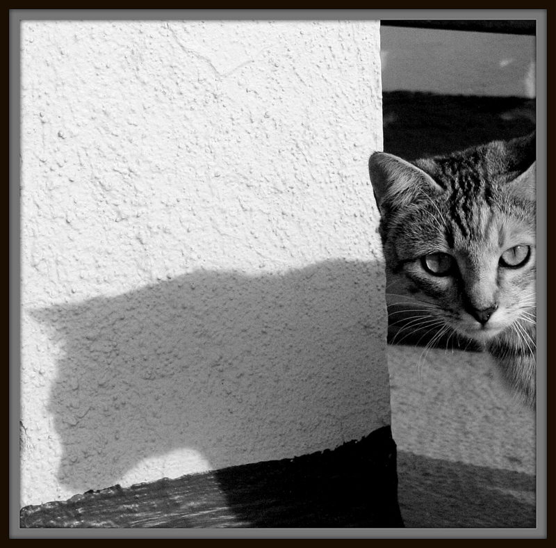 Tiger shadow