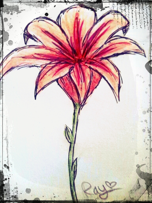 pink/red flower