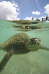 Honu-northshore turtle