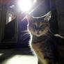 the cat in the temple