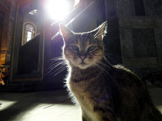 the cat in the temple