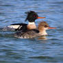 Red-Breasted Mergansers