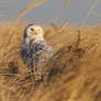 Snowy Owl