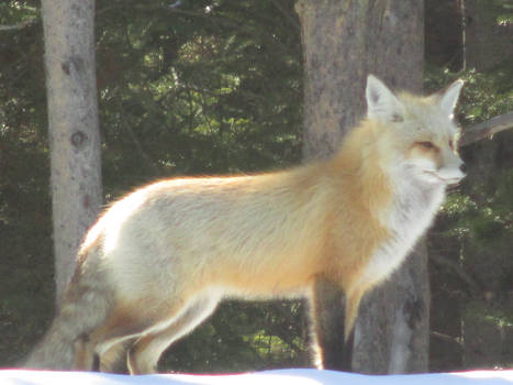 Colter Bay Fox 2