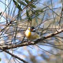 Quizzical Striated Pardalote