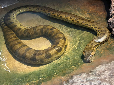 Green Anaconda